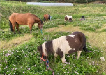 ホースパークひだまり 馬のイメージ